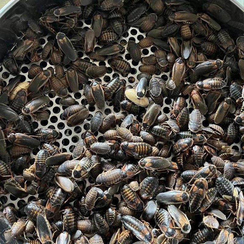 Dried Dubia Roaches