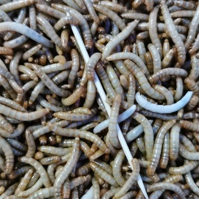 Advantages of Mealworm Chicken Farming Technology