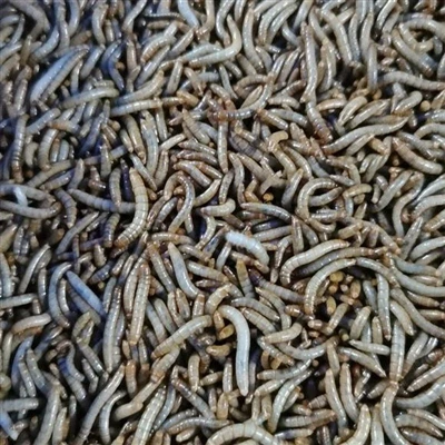 Application range of dried mealworms for birds