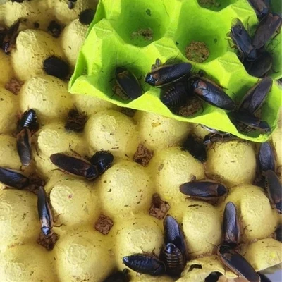 New chicken farming technology: the use of mealworms