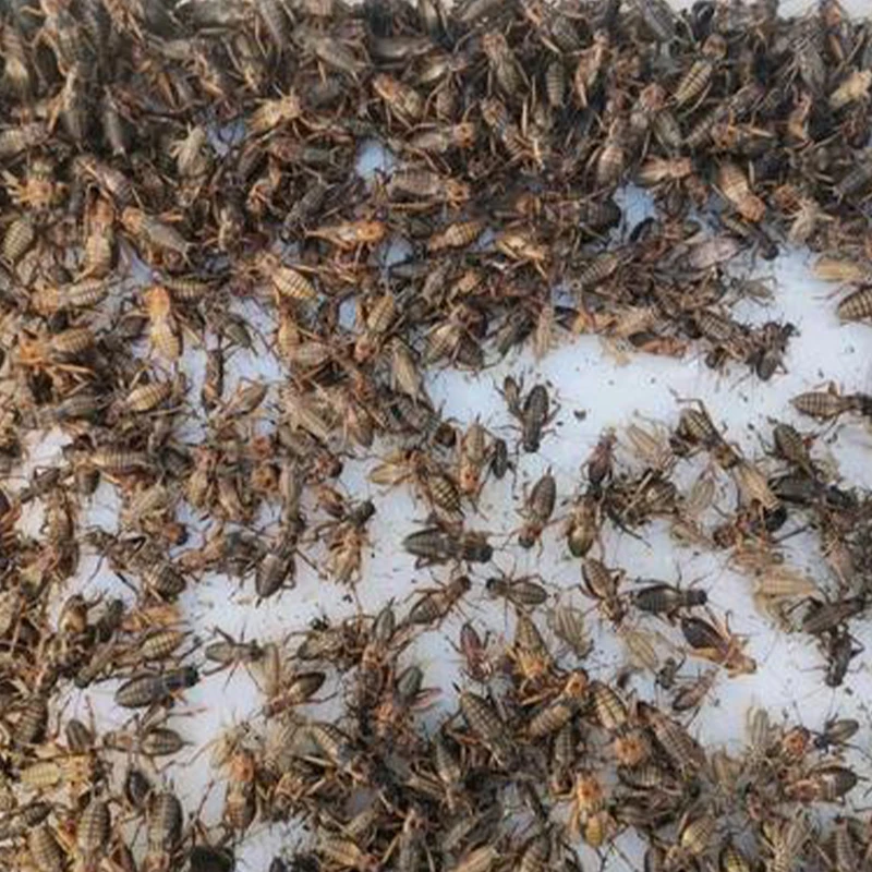 Small Freeze Dried Crickets