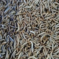 10kg Dried Mealworms
