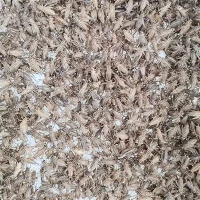 Dehydrated Crickets