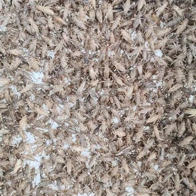 dried crickets long term storage