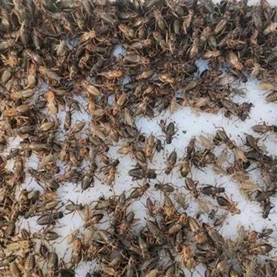 premium dried crickets