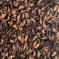 Dried Crickets To Eat
