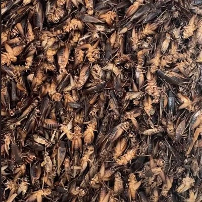 dried crickets frozen storage