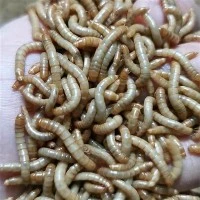 Dried Mealworms for Birds