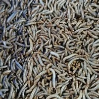 Dried Mealworms for Fishing