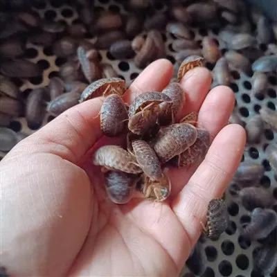 Dubia Roaches for Reptiles