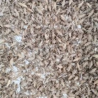 Feeding Leopard Gecko Freeze Dried Crickets