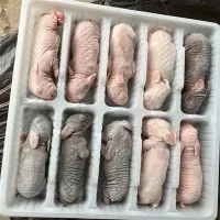Are there any differences in taste between male and female whole frozen rabbits?