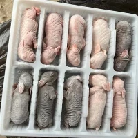 Frozen Rabbits for Snake Food