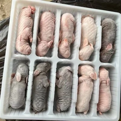 Frozen Rabbits for Snake Food